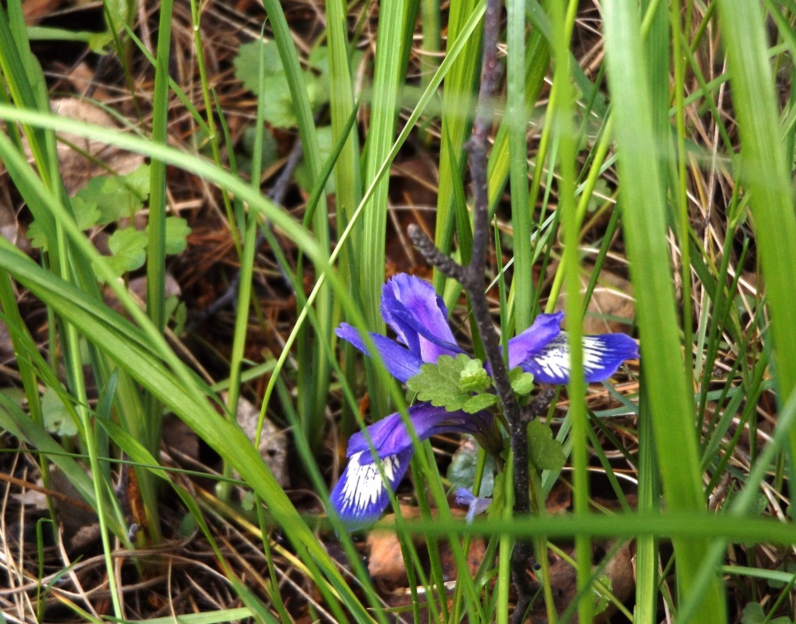 <span style="font-weight: bold; font-style: italic;"> ТАБЛИЦЫ ПРИЗЁРОВ</span>