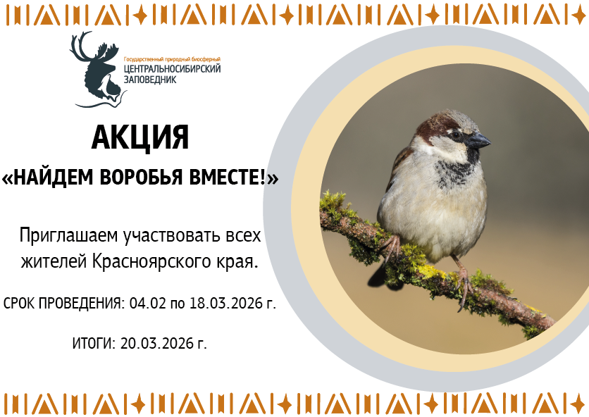  <span style="font-weight: bold; font-style: italic;"> «НАЙДЁМ ВОРОБЬЯ ВМЕСТЕ».</span>